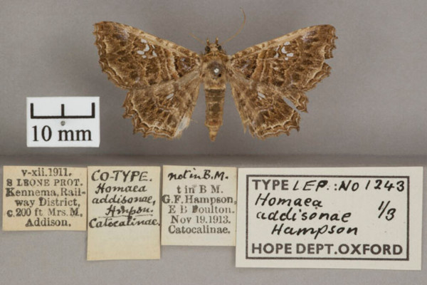 /filer/webapps/moths/media/images/A/addisonae_Homaea_T_OUMNHa_01.jpg