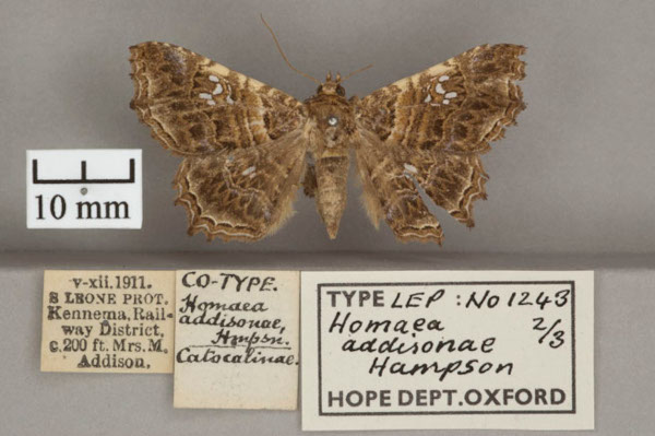 /filer/webapps/moths/media/images/A/addisonae_Homaea_T_OUMNHa_02.jpg