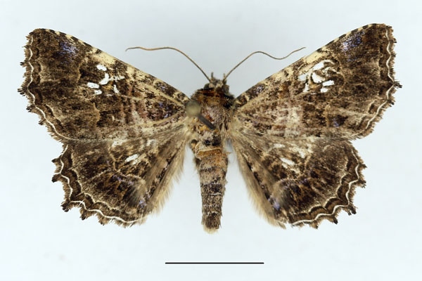 /filer/webapps/moths/media/images/A/addisonae_Homoea_AM_Aulombard_01.jpg