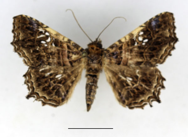 /filer/webapps/moths/media/images/A/addisonae_Homoea_AM_Aulombard_02.jpg