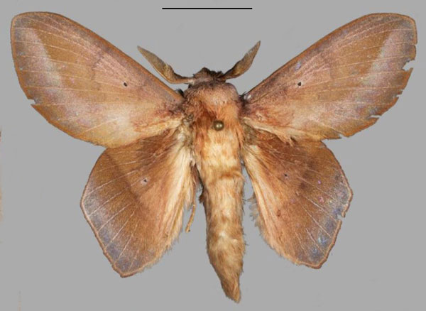 /filer/webapps/moths/media/images/A/adedapo_Sonitha_PTM_Mueller_01.jpg