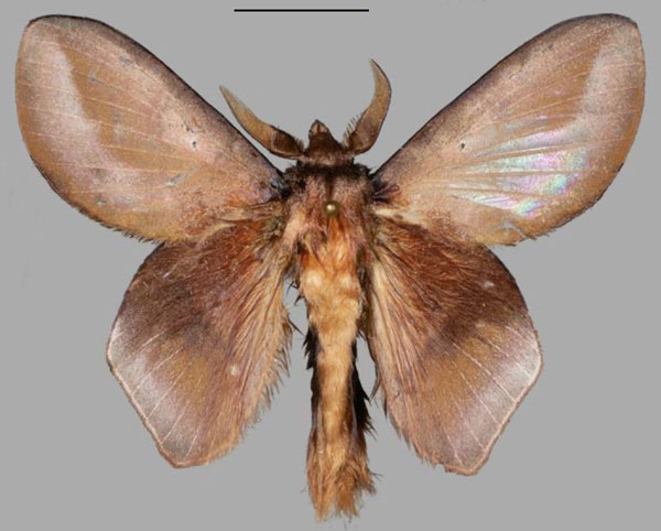 /filer/webapps/moths/media/images/A/adedapo_Sonitha_PTM_Mueller_02.jpg