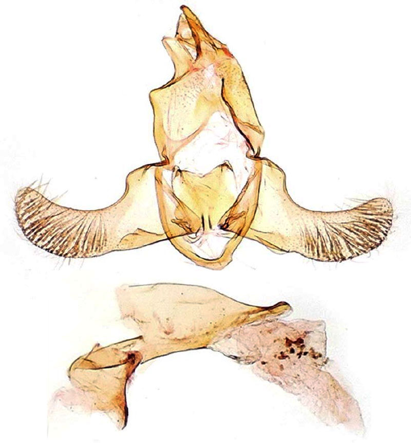 /filer/webapps/moths/media/images/A/adelella_Lecithocera_GMHT_MNHN_2838.jpg