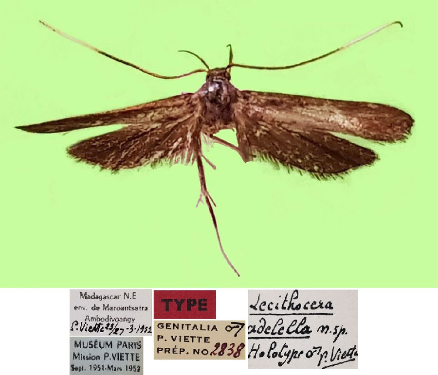 /filer/webapps/moths/media/images/A/adelella_Lecithocera_HT_MNHN.jpg