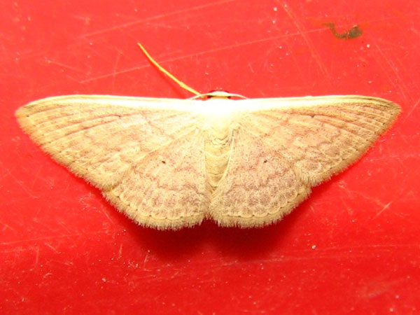 /filer/webapps/moths/media/images/A/adelpharia_Scopula_A_Goff.jpg