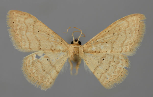 /filer/webapps/moths/media/images/A/adelpharia_Scopula_A_ZSM_01.jpg