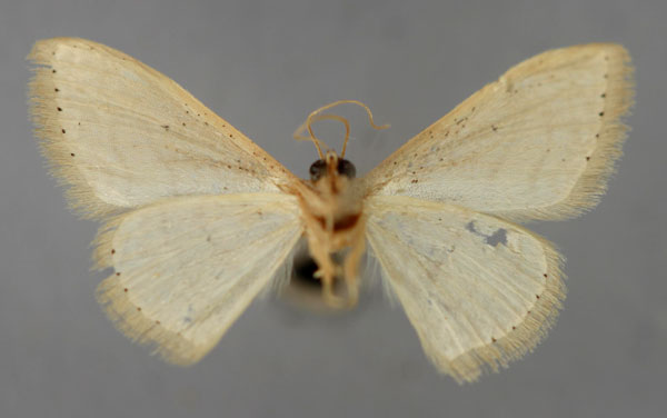 /filer/webapps/moths/media/images/A/adelpharia_Scopula_A_ZSM_02.jpg