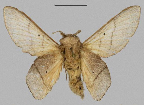 /filer/webapps/moths/media/images/A/adetoun_Sonitha_HT_Mueller.jpg