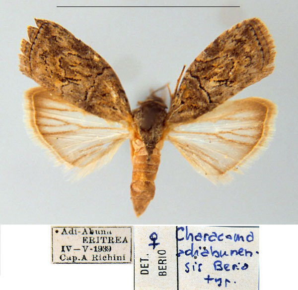 /filer/webapps/moths/media/images/A/adiabunensis_Characoma_HT_MSNM.jpg