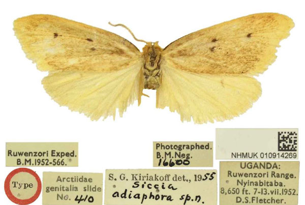 /filer/webapps/moths/media/images/A/adiaphora_Siccia_HT_BMNH.jpg