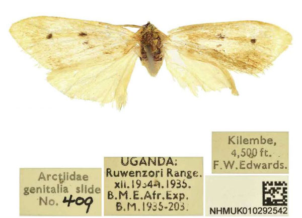 /filer/webapps/moths/media/images/A/adiaphora_Siccia_PTF_BMNH.jpg