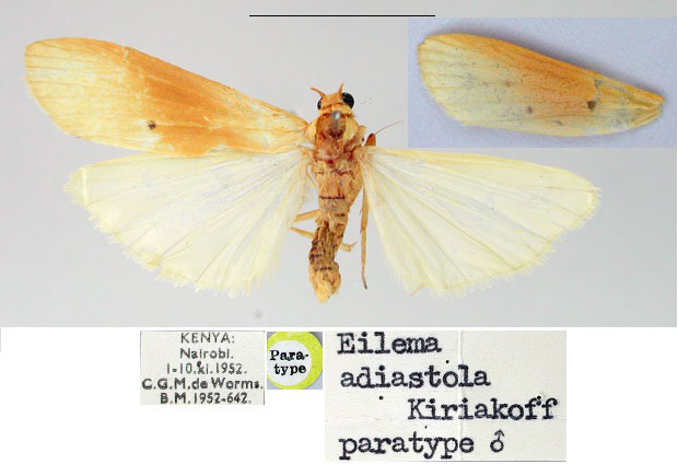 /filer/webapps/moths/media/images/A/adiastola_Eilema_PT_SNHM.jpg