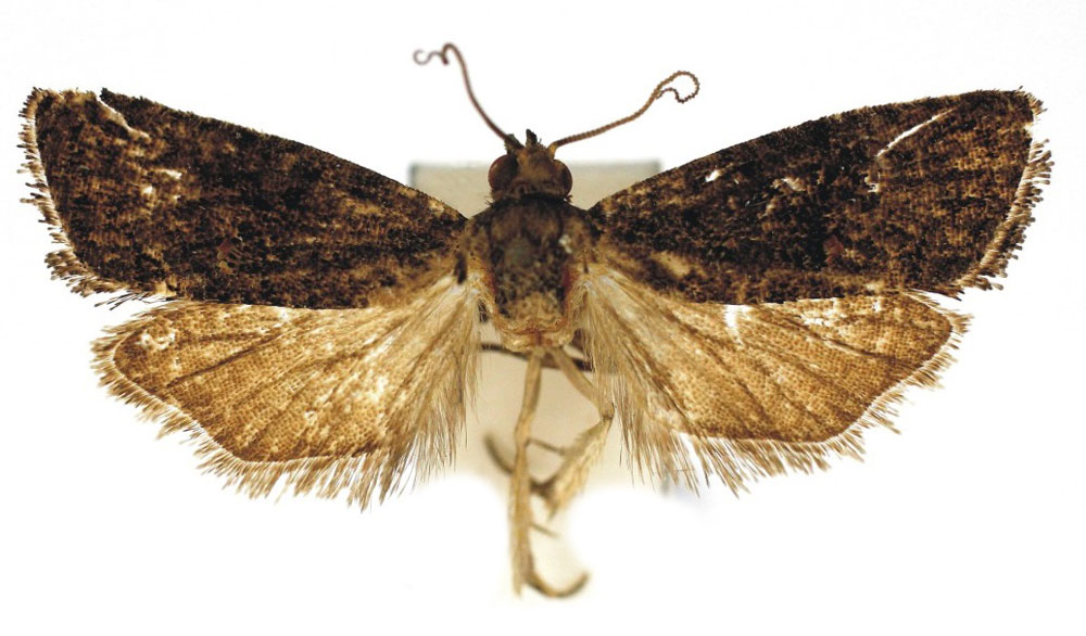 /filer/webapps/moths/media/images/A/adidacta_Thaumatotibia_HT_Bassi.jpg