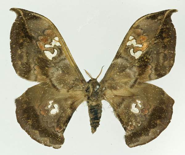 /filer/webapps/moths/media/images/A/adiegetum_Orthogonioptilum_AF_Basquin.jpg