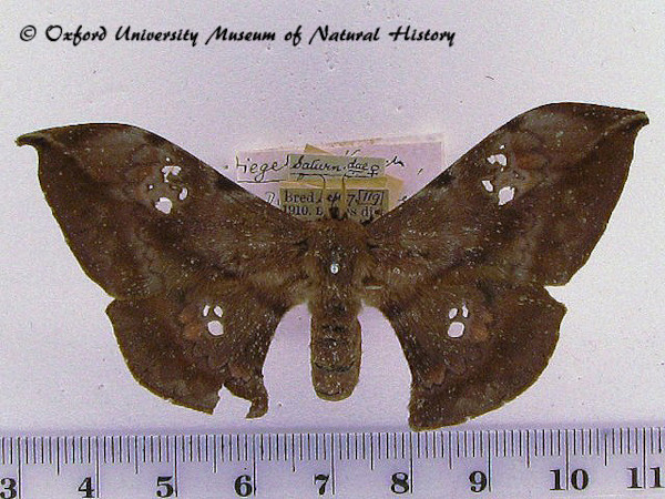 /filer/webapps/moths/media/images/A/adiegetum_Orthogonioptilum_AF_OUMNH_01.jpg
