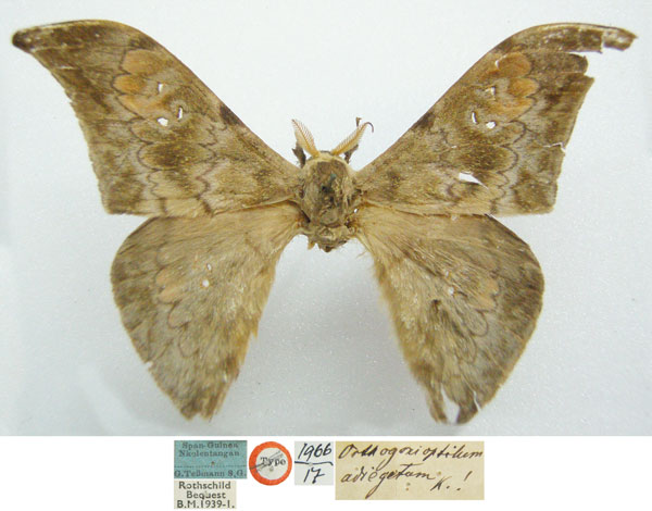 /filer/webapps/moths/media/images/A/adiegetum_Orthogonioptilum_AM_NHMUKa.jpg