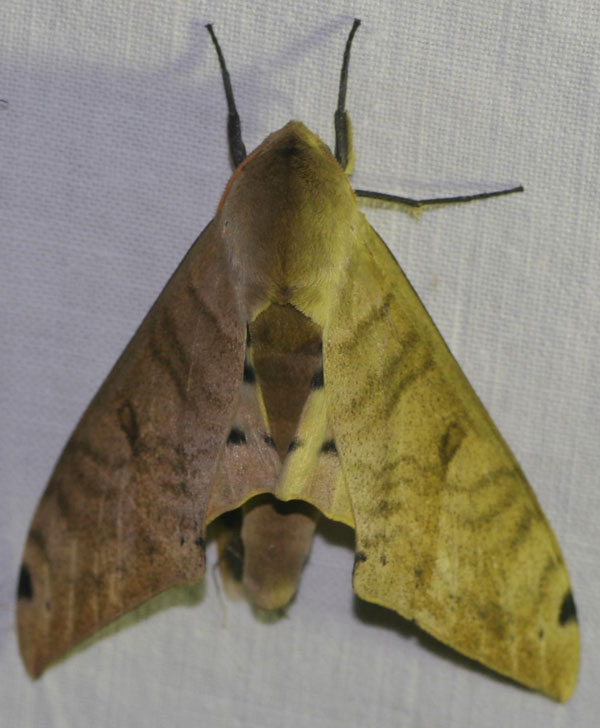 /filer/webapps/moths/media/images/A/admatha_Pierreclanis_A_Jorpeland.jpg
