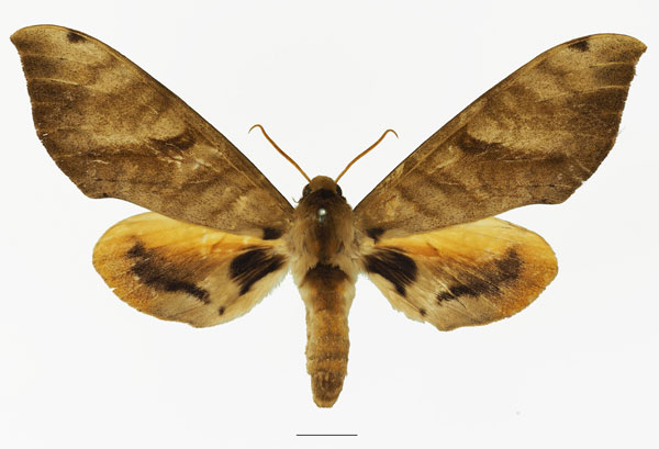 /filer/webapps/moths/media/images/A/admatha_Pseudoclanis_AF_Basquina.jpg