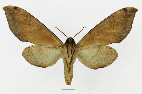 /filer/webapps/moths/media/images/A/admatha_Pseudoclanis_AF_Basquinb.jpg