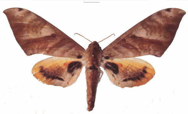 /filer/webapps/moths/media/images/A/admatha_Pseudoclanis_AF_EMEMa.jpg