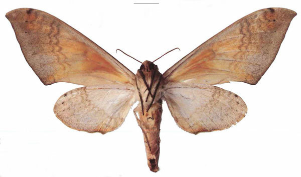 /filer/webapps/moths/media/images/A/admatha_Pseudoclanis_AF_EMEMb.jpg