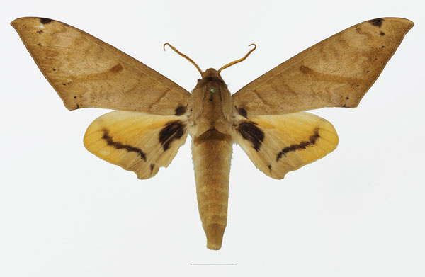 /filer/webapps/moths/media/images/A/admatha_Pseudoclanis_AM_Basquin_01a.jpg