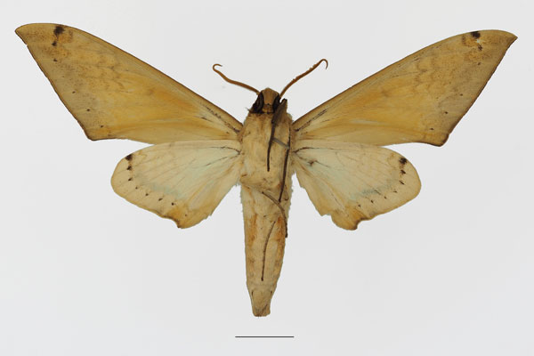 /filer/webapps/moths/media/images/A/admatha_Pseudoclanis_AM_Basquin_01b.jpg
