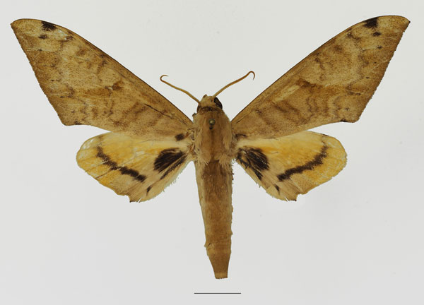 /filer/webapps/moths/media/images/A/admatha_Pseudoclanis_AM_Basquin_02a.jpg