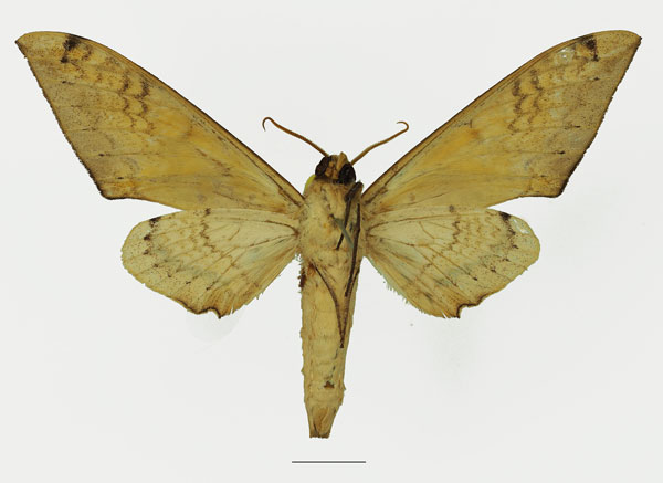 /filer/webapps/moths/media/images/A/admatha_Pseudoclanis_AM_Basquin_02b.jpg