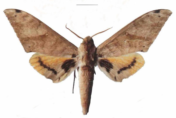/filer/webapps/moths/media/images/A/admatha_Pseudoclanis_AM_EMEM_01a.jpg