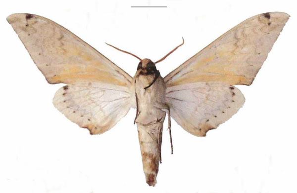 /filer/webapps/moths/media/images/A/admatha_Pseudoclanis_AM_EMEM_01b.jpg