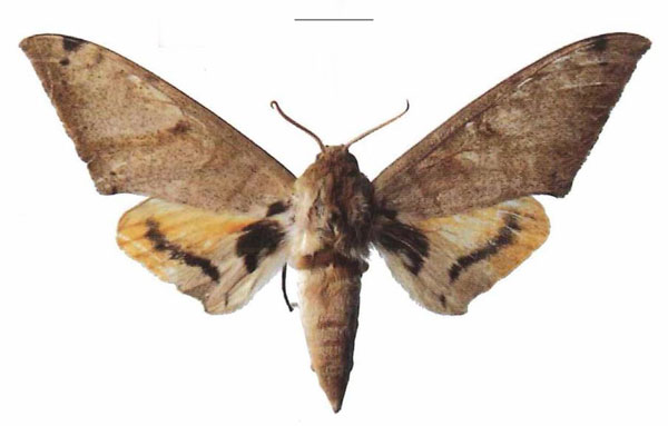 /filer/webapps/moths/media/images/A/admatha_Pseudoclanis_AM_EMEM_02a.jpg