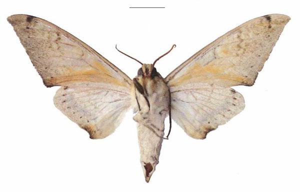 /filer/webapps/moths/media/images/A/admatha_Pseudoclanis_AM_EMEM_02b.jpg