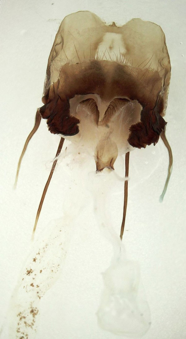 /filer/webapps/moths/media/images/A/admatha_Pseudoclanis_GF_Basquin.jpg