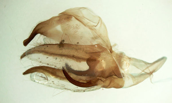 /filer/webapps/moths/media/images/A/admatha_Pseudoclanis_GM_Basquin_01.jpg