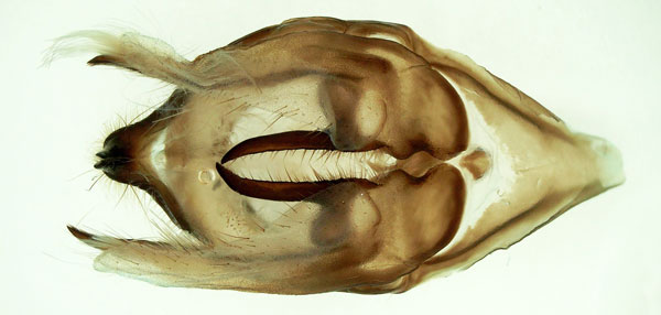 /filer/webapps/moths/media/images/A/admatha_Pseudoclanis_GM_Basquin_02.jpg