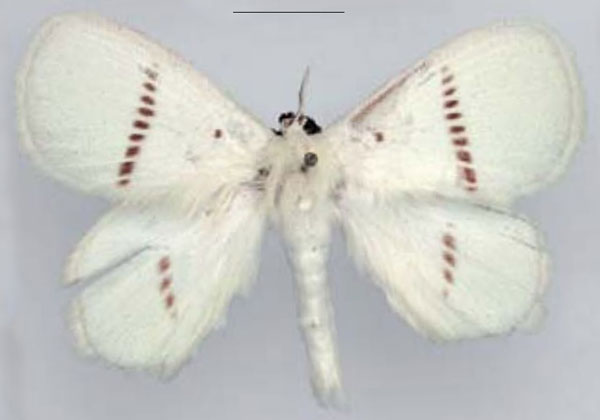 /filer/webapps/moths/media/images/A/admirabile_Chionopsyche_HT_RMCA.jpg