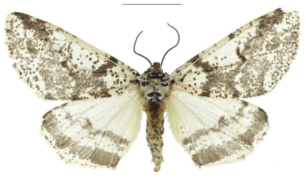 /filer/webapps/moths/media/images/A/admirabilis_Nothobraxas_HT_ZSM.jpg