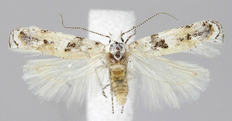 /filer/webapps/moths/media/images/A/admirabilis_Scrobipalpa_HT_ZMHB.jpg