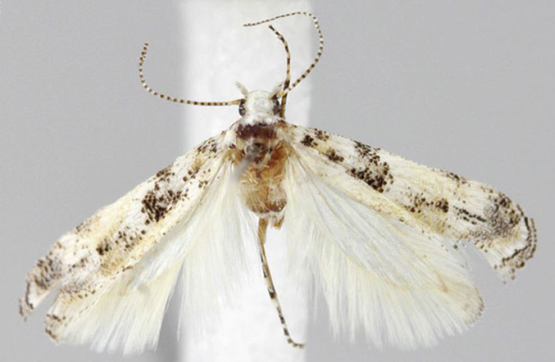 /filer/webapps/moths/media/images/A/admirabilis_Scrobipalpa_PTM_ZMHB.jpg