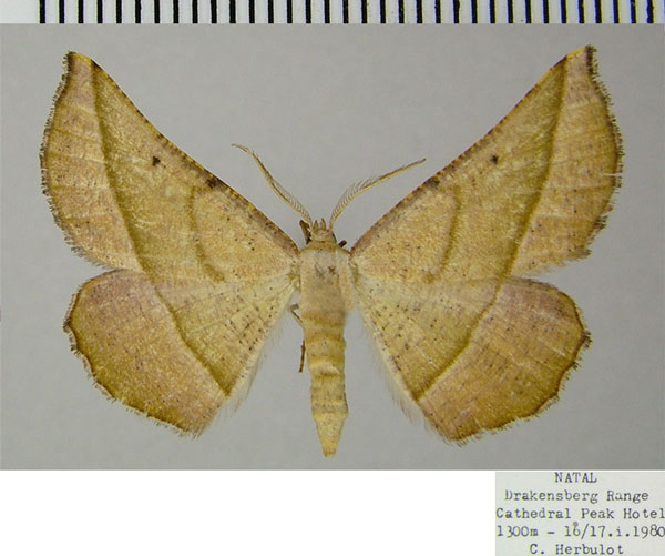 /filer/webapps/moths/media/images/A/admiranda_Aspilatopsis_AM_ZSM.jpg