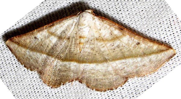 /filer/webapps/moths/media/images/A/admiranda_Drepanogynis_A_Braun_04.jpg