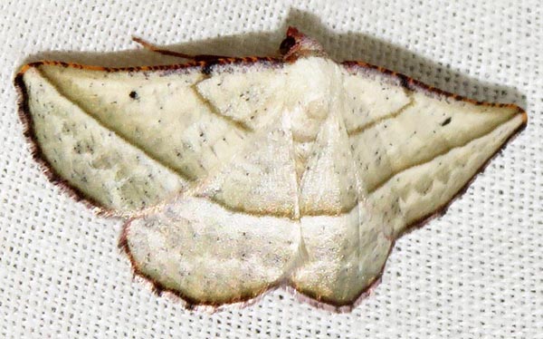 /filer/webapps/moths/media/images/A/admiranda_Drepanogynis_A_Braun_05.jpg