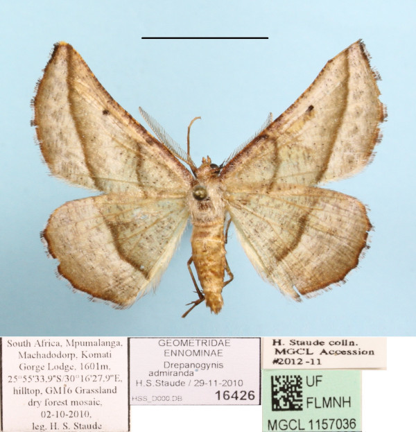 /filer/webapps/moths/media/images/A/admiranda_Drepanogynis_A_MGCLa_01.jpg