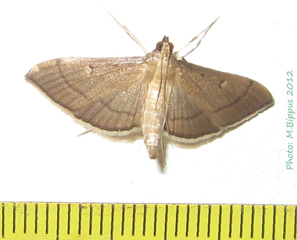 /filer/webapps/moths/media/images/A/admixtalis_Bradina_A_Bippus.jpg
