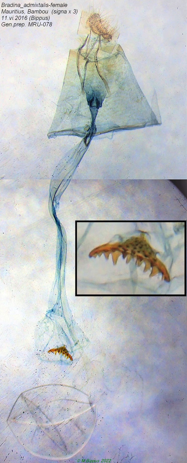 /filer/webapps/moths/media/images/A/admixtalis_Bradina_GF_Bippus.jpg