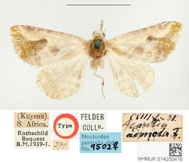 /filer/webapps/moths/media/images/A/admota_Acontia_HT_BMNH.jpg
