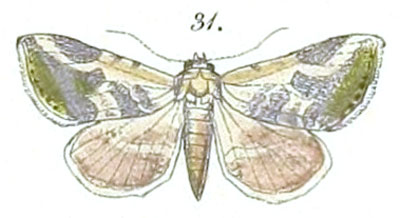 /filer/webapps/moths/media/images/A/admota_Autoba_Felder_108_31.jpg