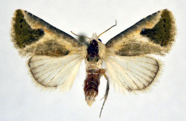 /filer/webapps/moths/media/images/A/admota_Eublemma_AM_NHMO.jpg