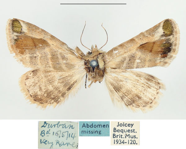 /filer/webapps/moths/media/images/A/admota_Eublemma_A_BMNH.jpg